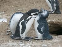 Punta Arenas and Penguins